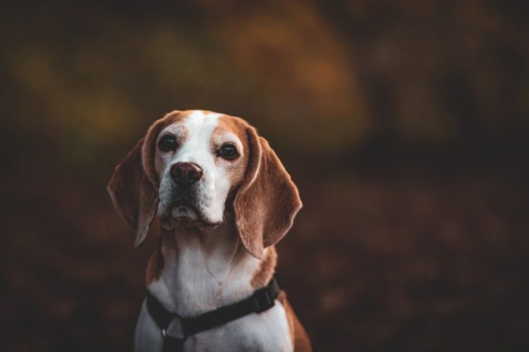 Beagle temperament energic si informatii utile